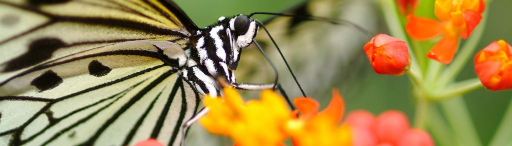 Vlinder op bloem in Blijdorp