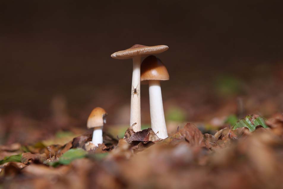 Drie paddenstoelen op een grote spin