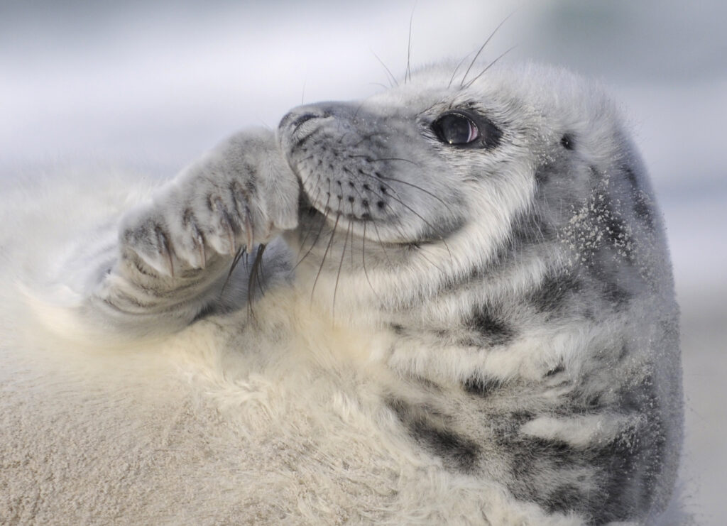 zeehondje in Helgoland winter