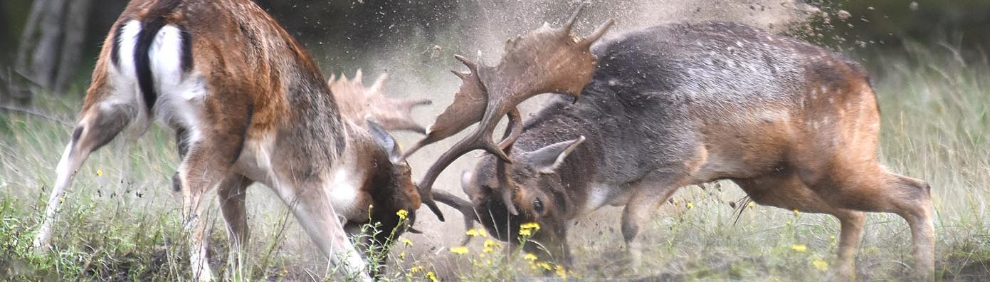 Rob Doolaard Dieren- en Natuurfotografie