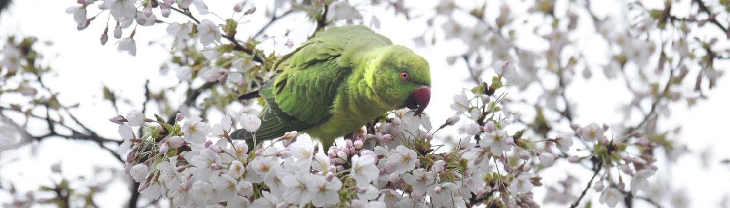 Rob Doolaard Dieren- en Natuurfotografie
