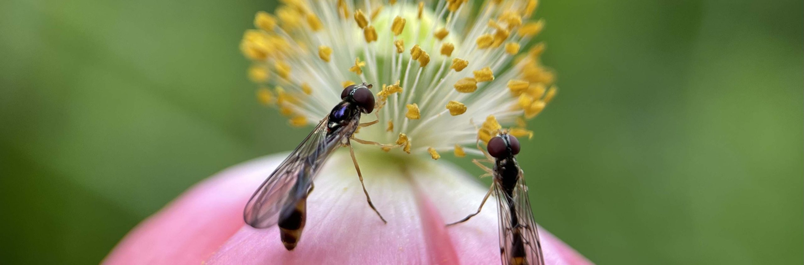 Rob Doolaard Dieren- en Natuurfotografie