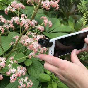 Macrofotografie (smartphone) Arboretum Trompenburg Rotterdam 5 juli 2025