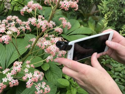 Macrofotografie (smartphone) Arboretum Trompenburg Rotterdam 5 juli 2025