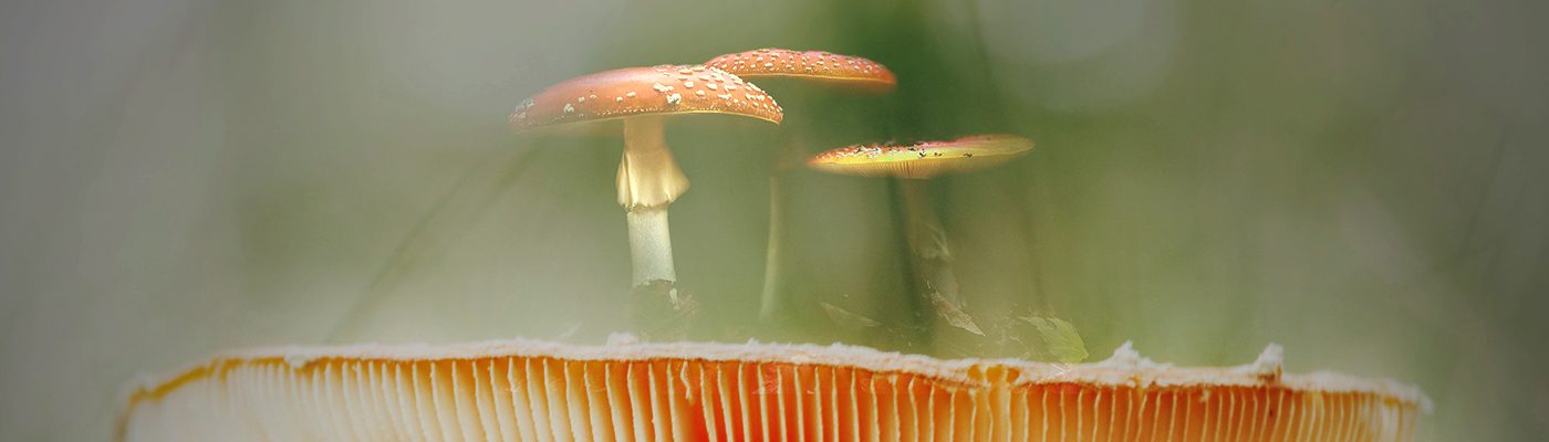 Rob Doolaard Dieren- en Natuurfotografie