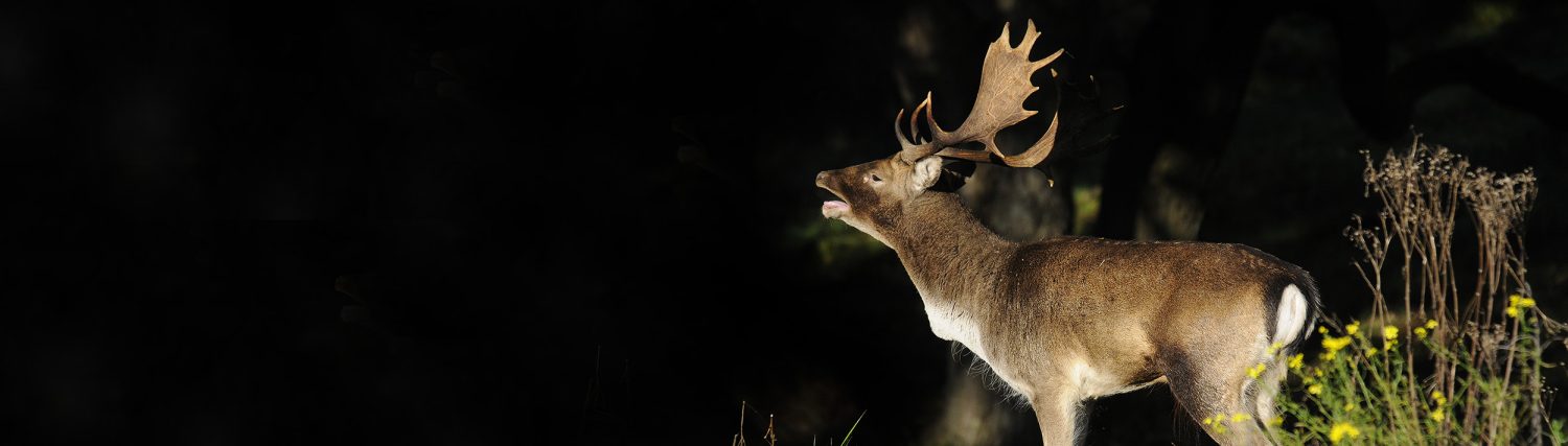 Rob Doolaard Dieren- en Natuurfotografie