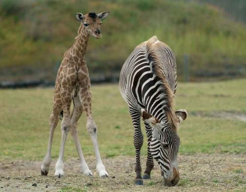 Rothschild's giraffe - Giraffa camelopardalis rothschildi  / ....Zebra