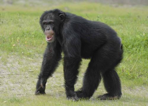 Chimpansee - Pan troglodytes