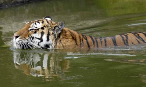 Siberische tijger / Panthera tigris altaica / Manchurian tiger - ..zwemmen